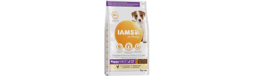IAMS for vitality! Chien