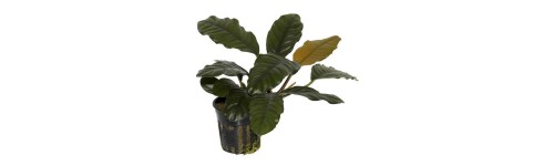 Plantes naturelles Plantes naturelles